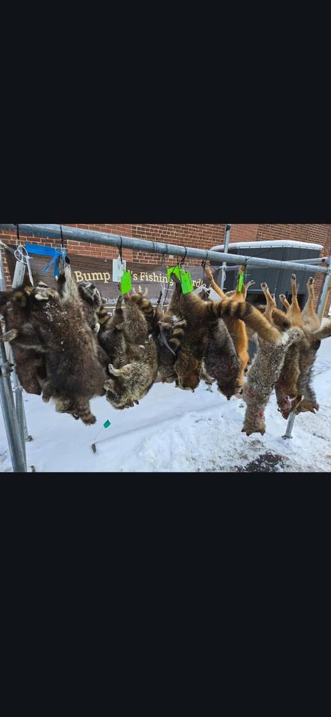 Raccoon and fox pelts hanging on a rack in the snow — fur-harvest season in the local area.