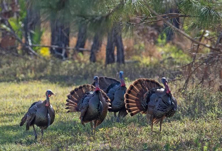A flock of wild turkeys in a grassy clearing, three toms in full display with fanned tails.