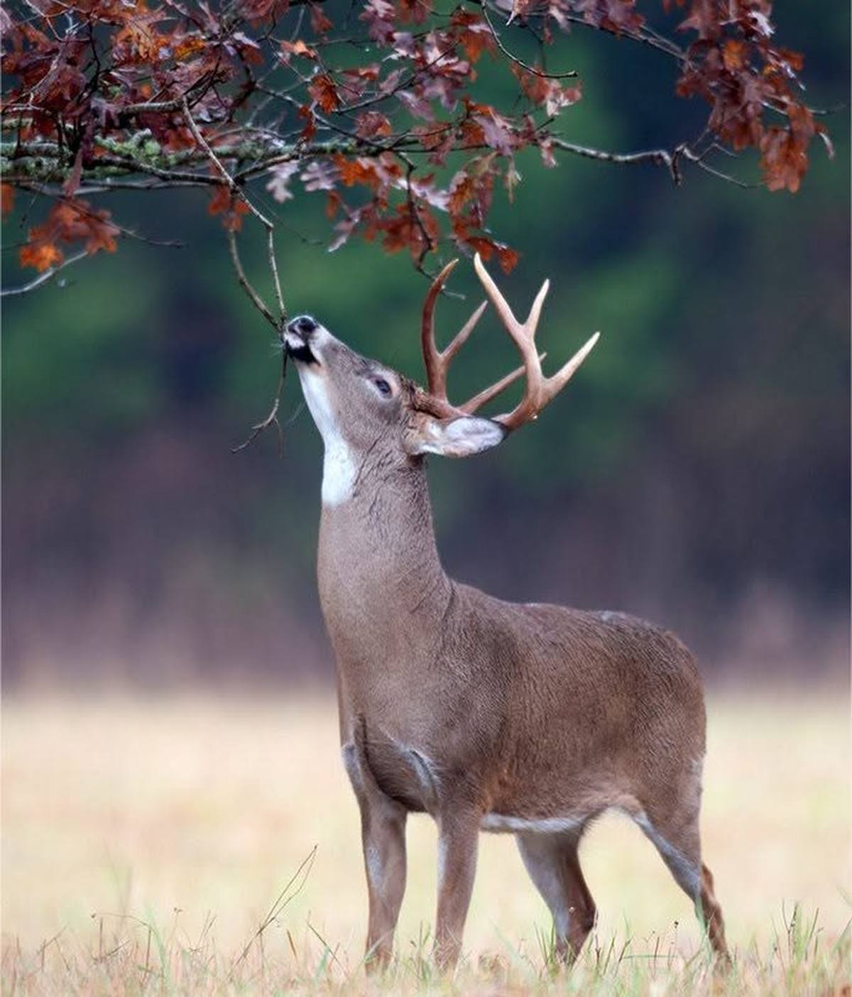 White-tailed buck at golden hour nibbling autumn oak leaves in a Hillsdale County field.